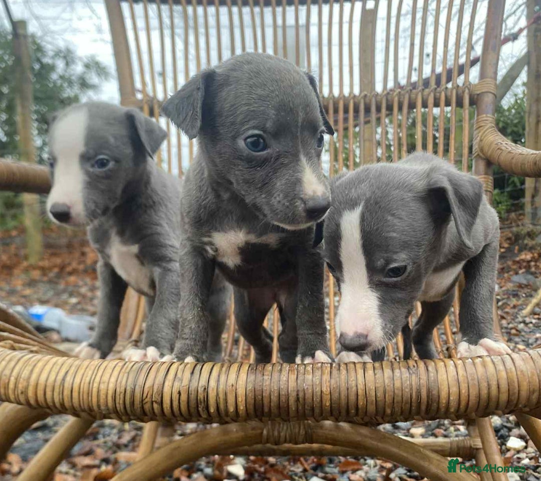 Whippet dogs for sale: Stunning whippet pups - Advert 9