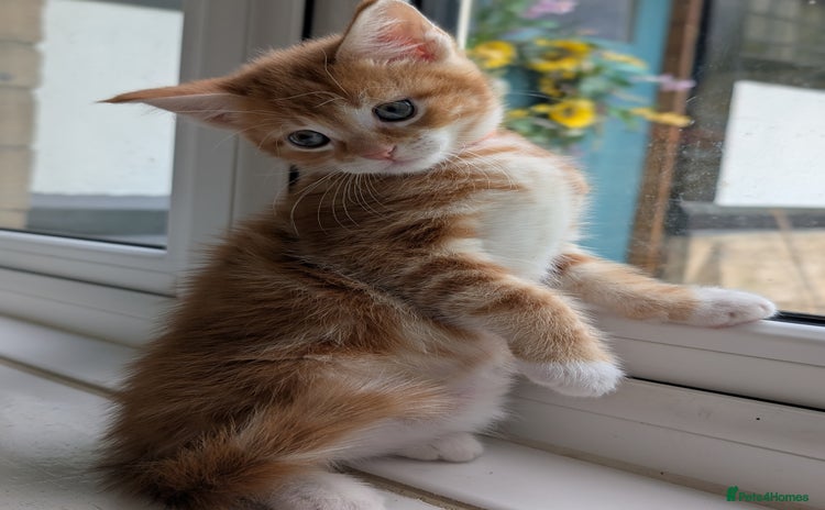 Mixed Breed cats - Advert 4