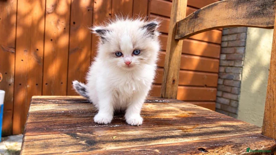 Ragdoll cats for sale: 2 beautiful Ragdoll kittens in High Wycombe - Advert 2