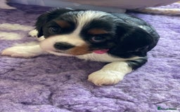 Cavalier King Charles Spaniel dogs for sale: Health Tested CKCS puppies  - Advert 3