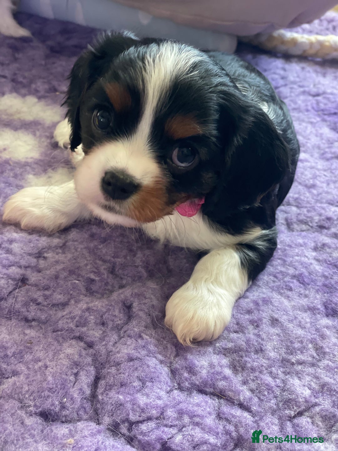 Cavalier King Charles Spaniel dogs for sale: Health Tested CKCS puppies  - Advert 3