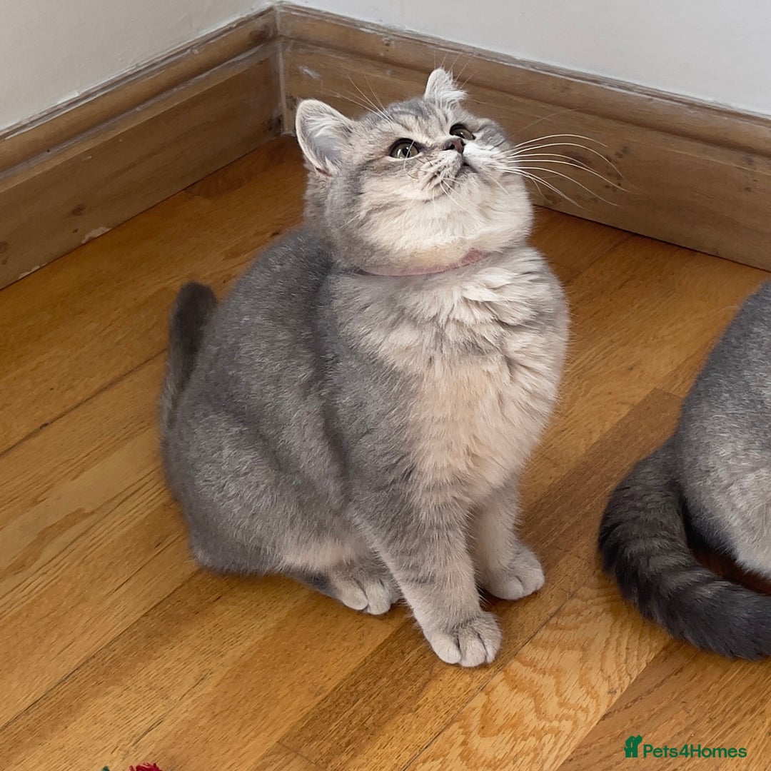 British Shorthair cats for sale: Remaining 2 TICA & GCCF British Shorthair Kittens - Advert 3