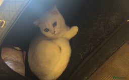 Scottish Fold cats for sale: Scotish fold male kitten - Image 7