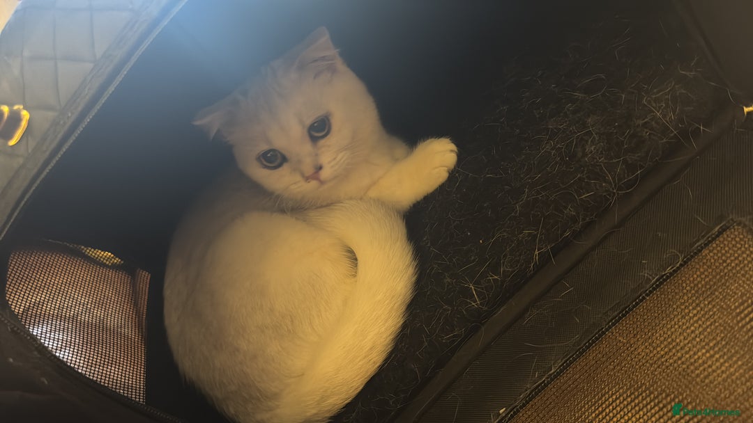 Scottish Fold cats for sale: Scotish fold male kitten - Image 7