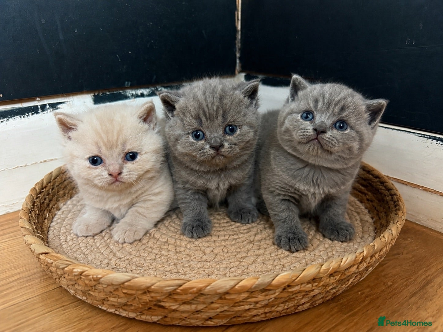 British Shorthair cats Beautiful British shorthair  - Advert 1