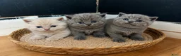 British Shorthair cats for sale: Beautiful British shorthair  - Advert 1