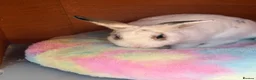Mixed Breed rabbits for sale: male bunny  in Dewsbury - Advert 1