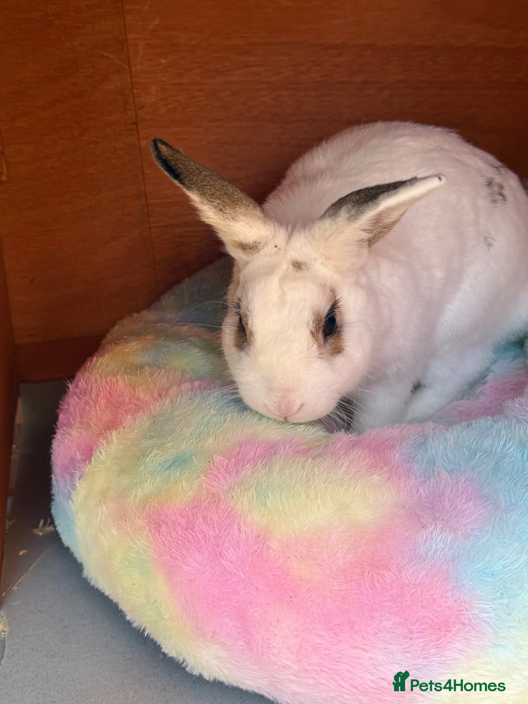 Mixed Breed rabbits for sale: male bunny  in Dewsbury - Advert 1