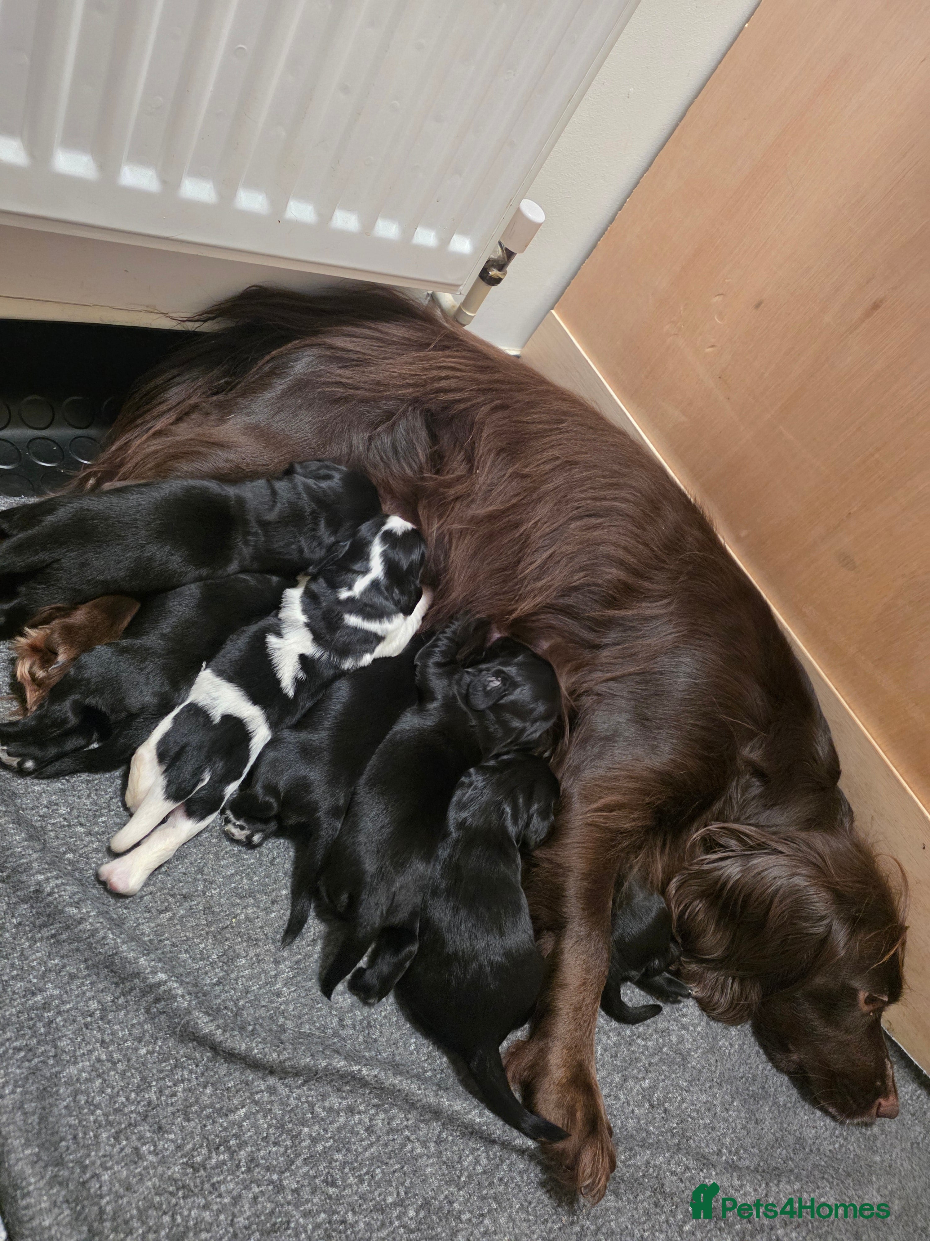 Sprocker dogs Sprocker puppies - Advert 1