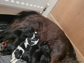 Sprocker dogs Sprocker puppies - Advert 1