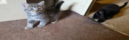 Mixed Breed cats for sale: Playful and sweet kittens  - Advert 12