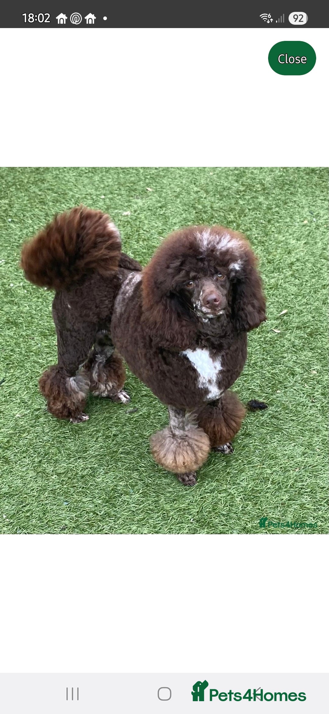 Cockapoo dogs for sale: F1 show cockapoos - Advert 6