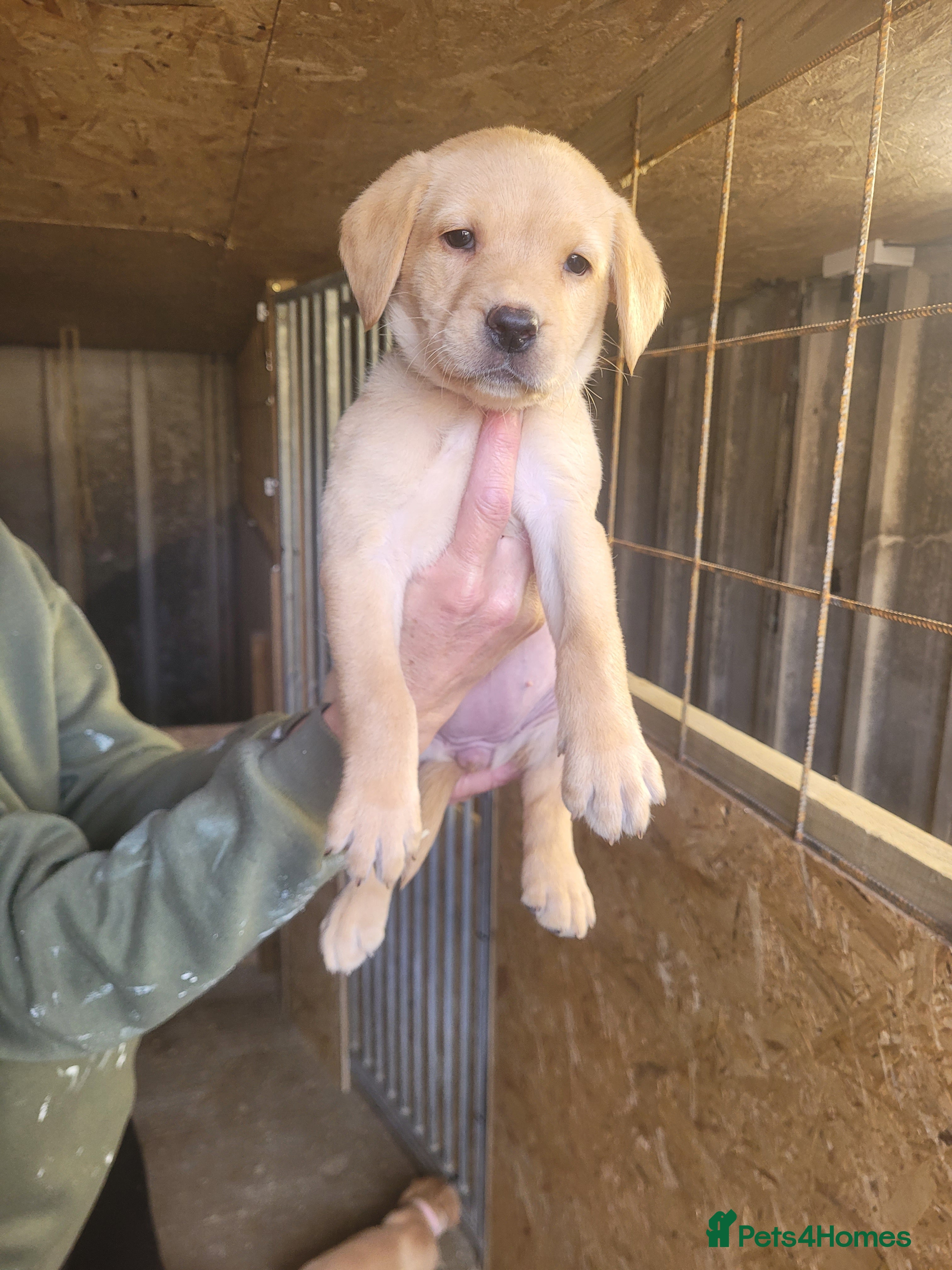 Labrador Retriever dogs Labrador puppies - Advert 1