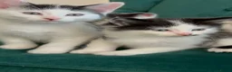 Domestic Shorthair cats for sale: Beautiful Tuxedo Kittens Looking for new Homes🐾❤️ - Advert 11