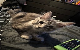 Maine Coon cats for sale: FULL Mainecoon kittens  - Image 10