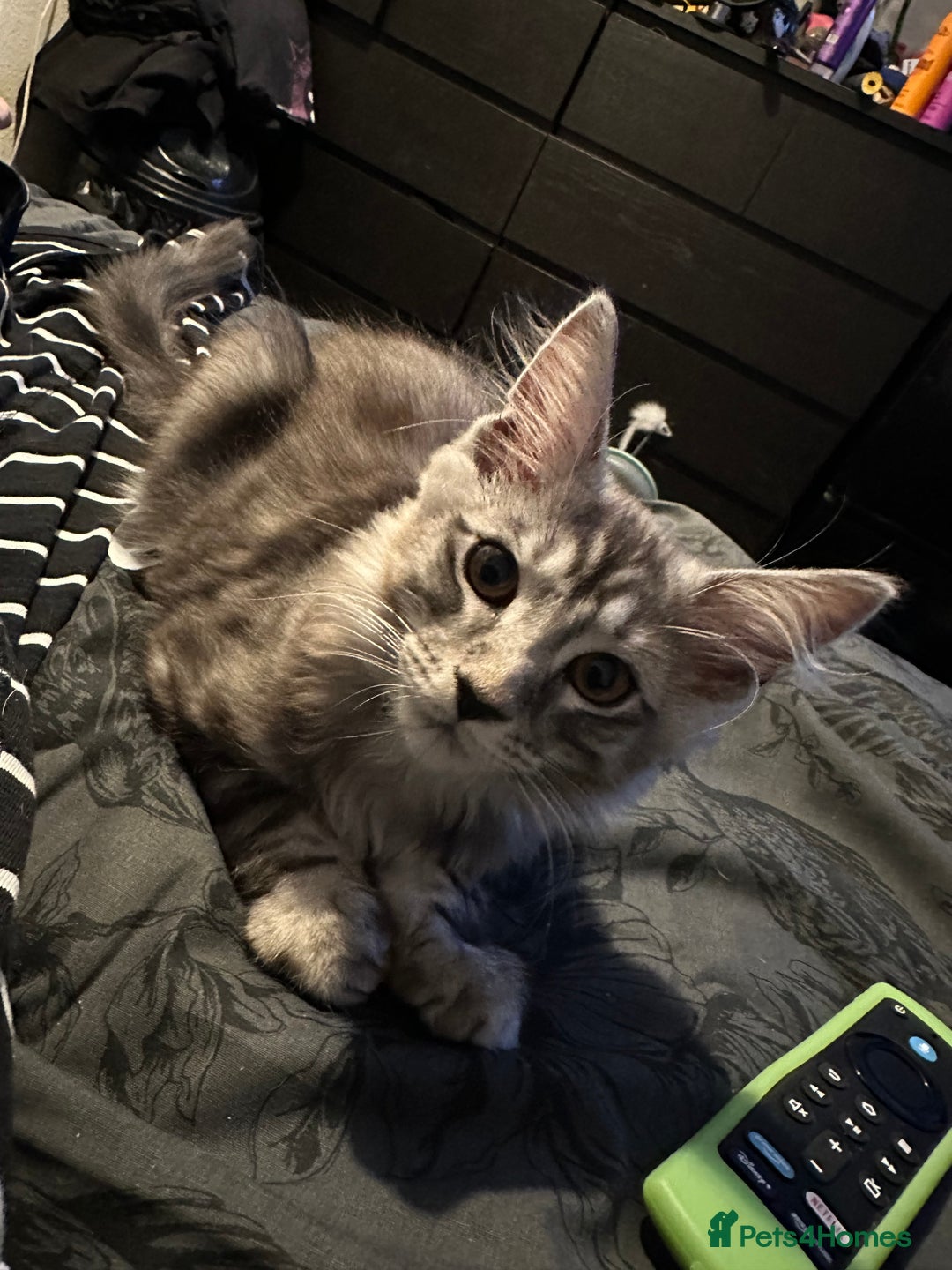 Maine Coon cats for sale: FULL Mainecoon kittens  - Image 10