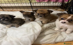 Chihuahua dogs for sale: 5 teacup chihuahua puppies - Image 5