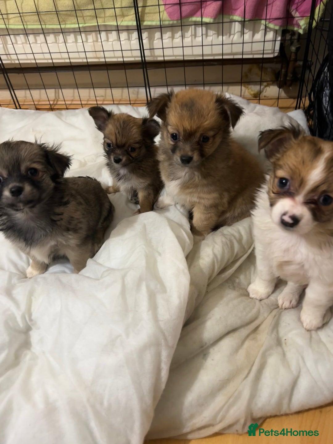 Chihuahua dogs for sale: 5 teacup chihuahua puppies - Image 5