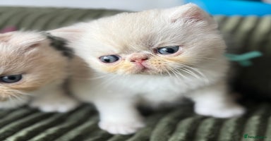 Exotic cats - Advert 15