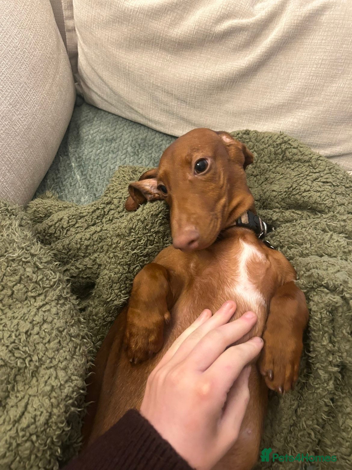Dachshund Puppy 2