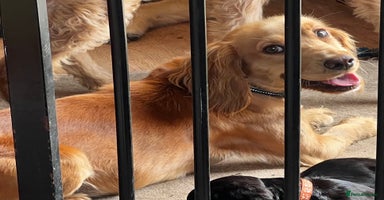 Cocker Spaniel dogs - Advert 2