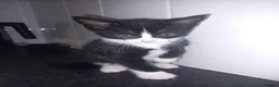 Mixed Breed cats for sale: Two female kittens  - Advert 3