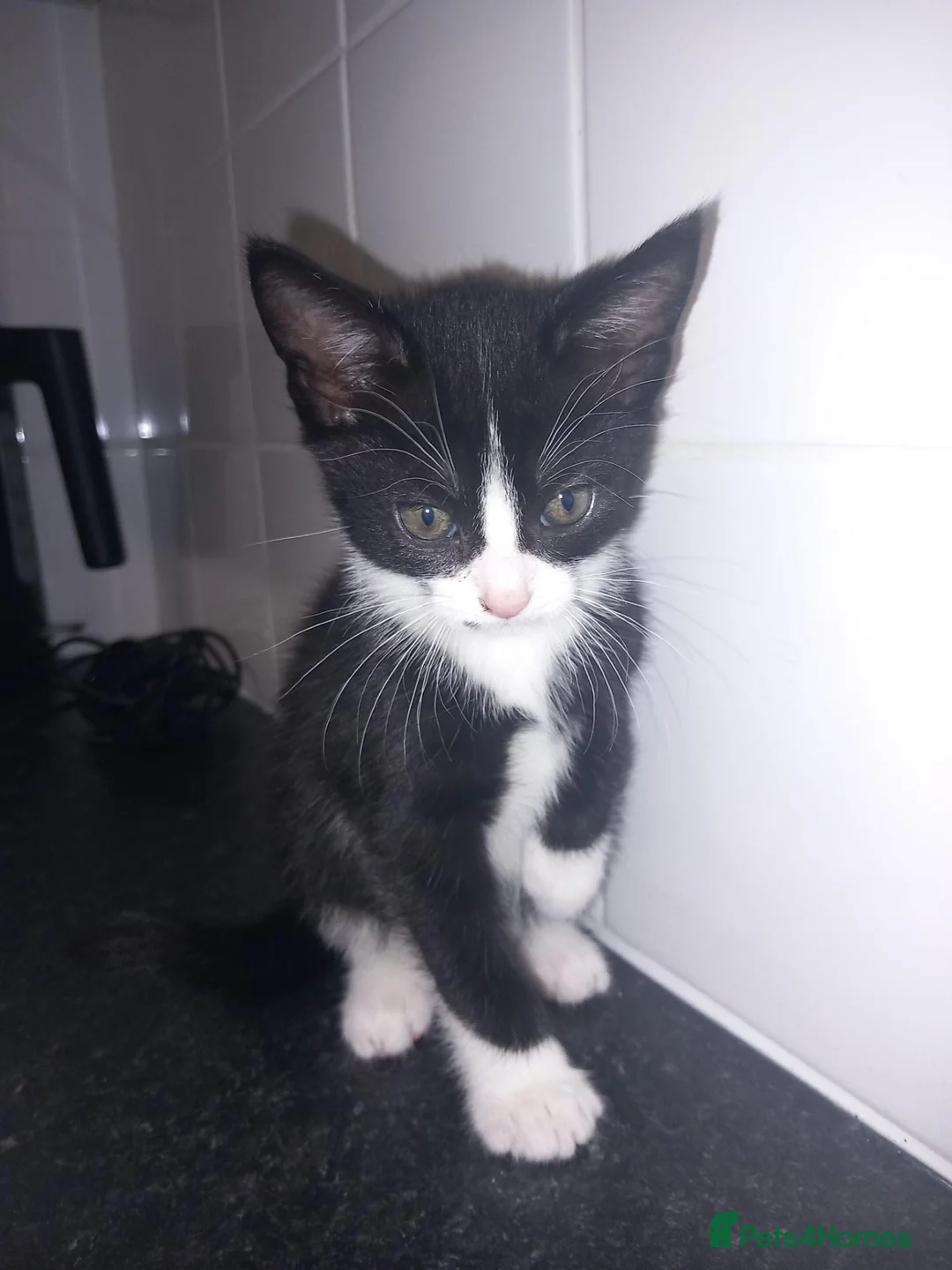 Mixed Breed cats for sale: Two female kittens  - Advert 3