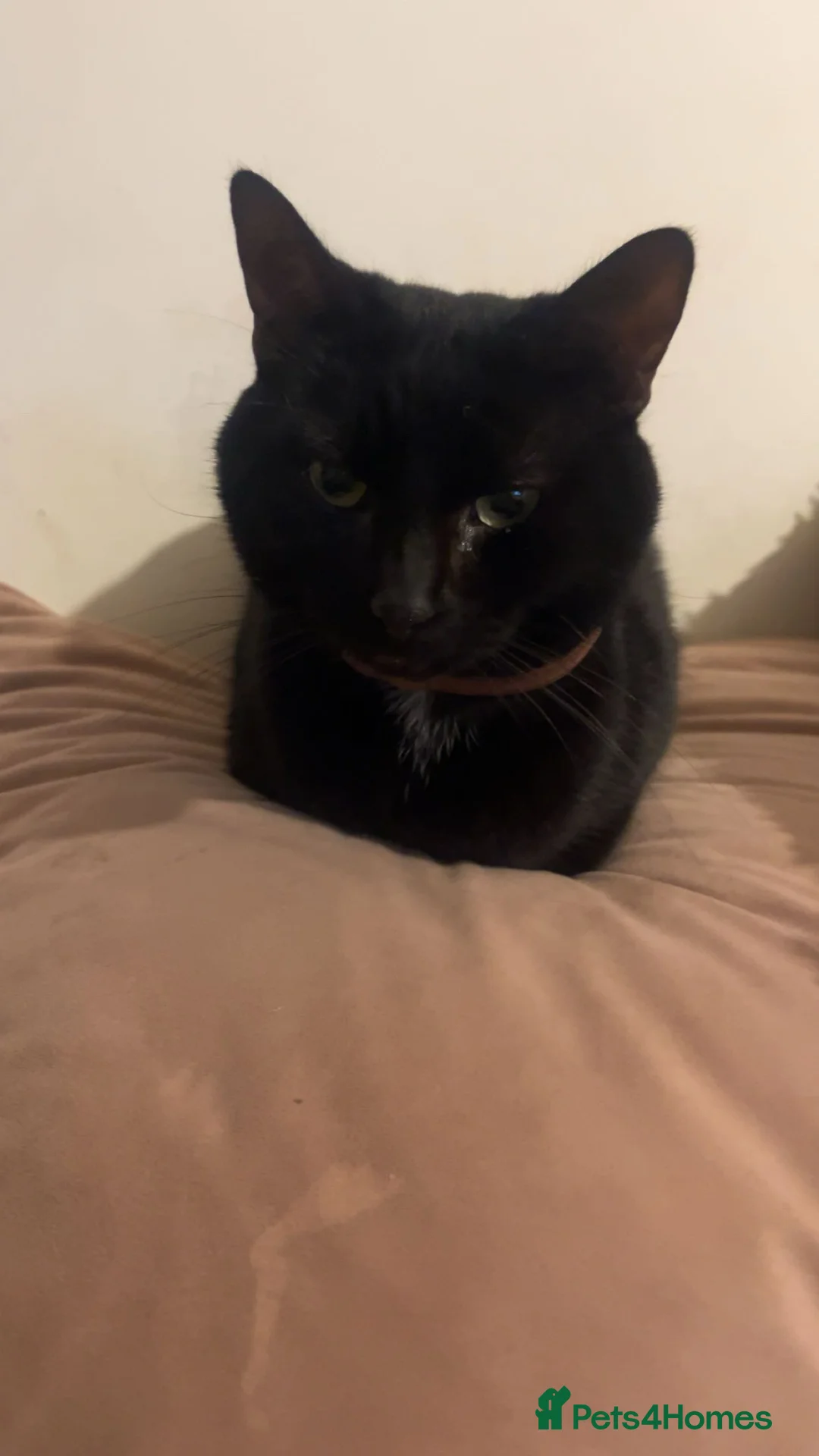 Mixed Breed cats for sale: loving black cat for rehoming - Advert 1