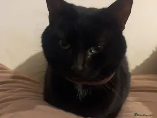 Mixed Breed cats loving black cat for rehoming - Advert 1