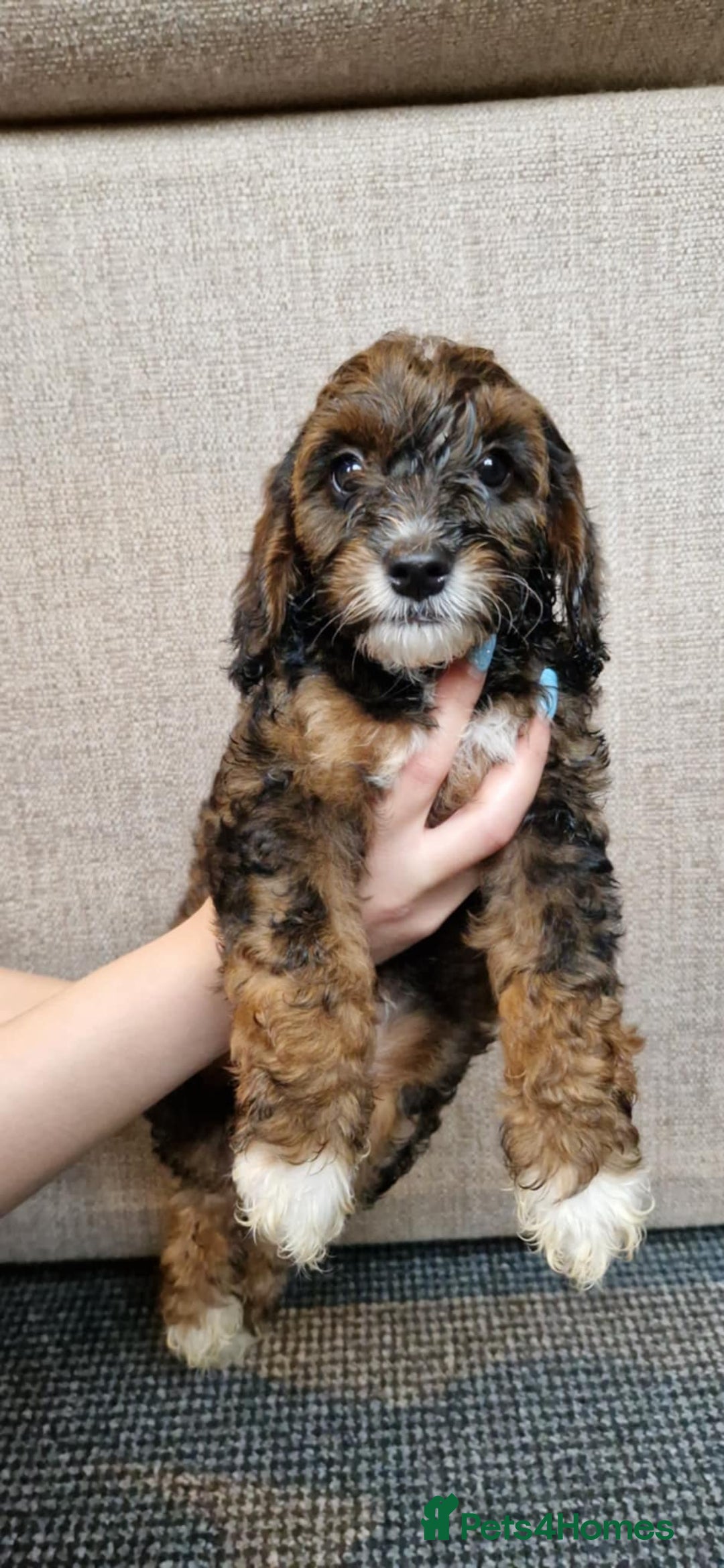 Cavapoo dogs for sale: Ready to go* Cavapoo pups - Image 5