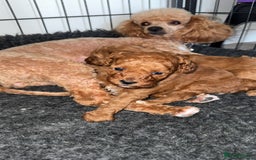 Toy Poodle dogs for sale: Toy poodles deep red. 2 - Image 12
