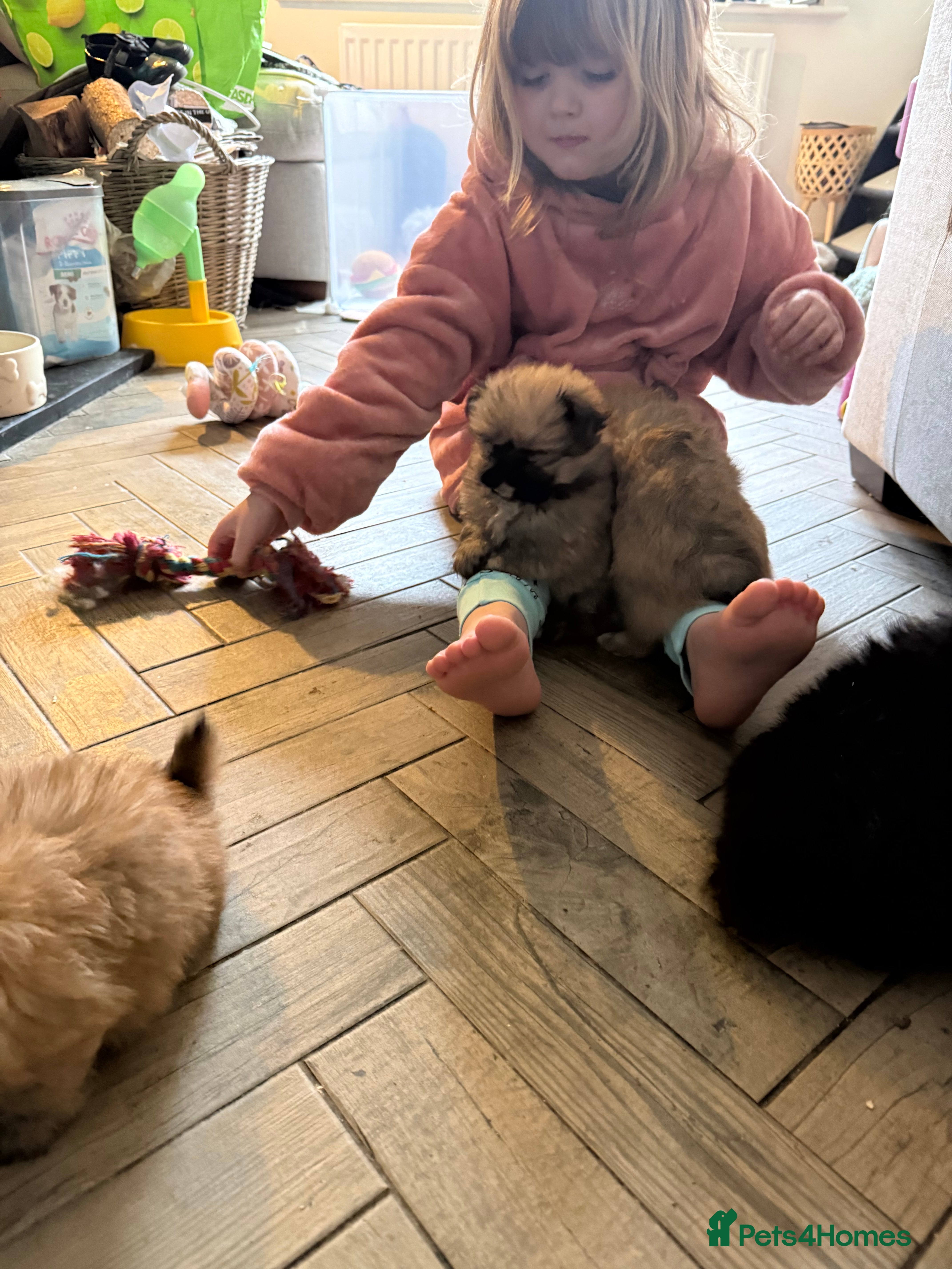 Mixed Breed dogs Rare Shirarian Pomeranian cross health checked  - Advert 1