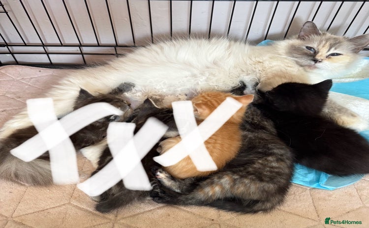 Mixed Breed cats - Advert 15