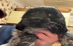 Cocker Spaniel dogs for sale: Show Cocker Pups - Image 5