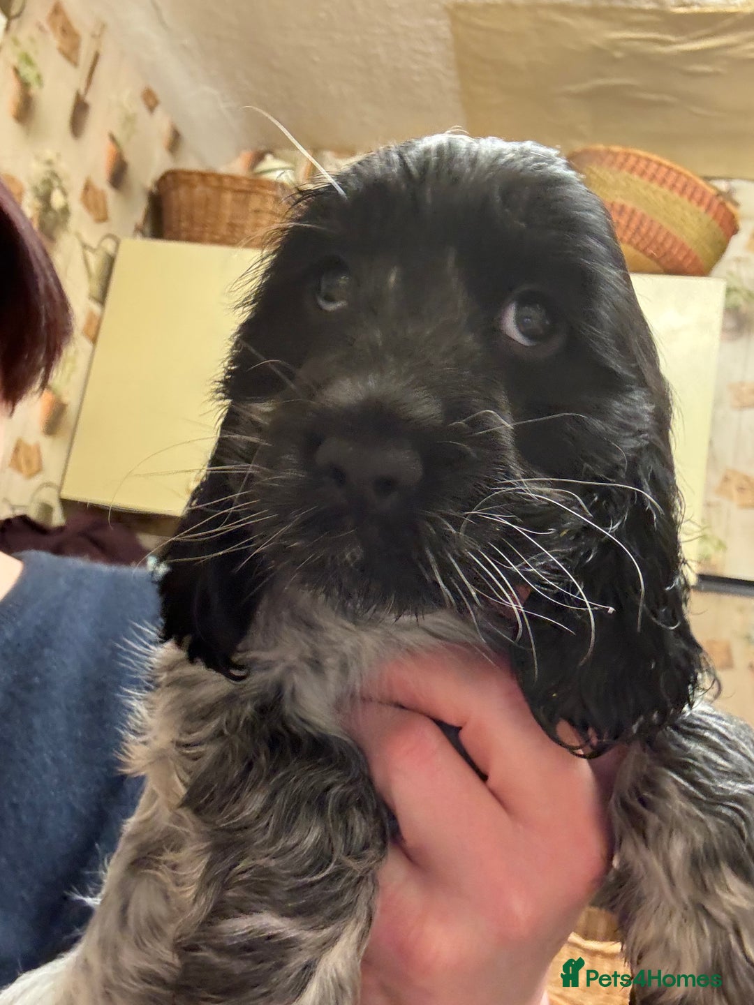 Cocker Spaniel dogs for sale: Show Cocker Pups - Image 5