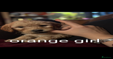 Goldendoodle dogs - Advert 2