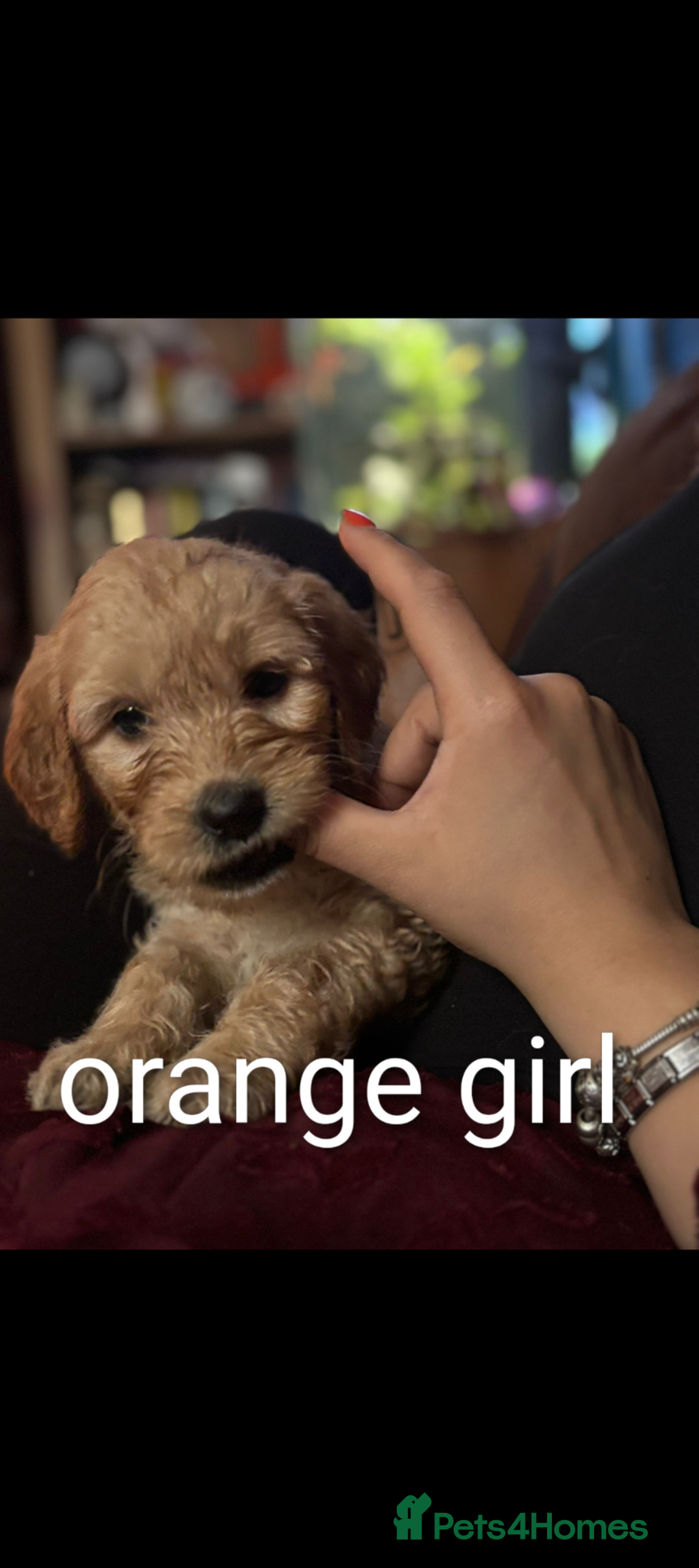 Goldendoodle dogs for sale: So cute standard golden doodles  - Image 6