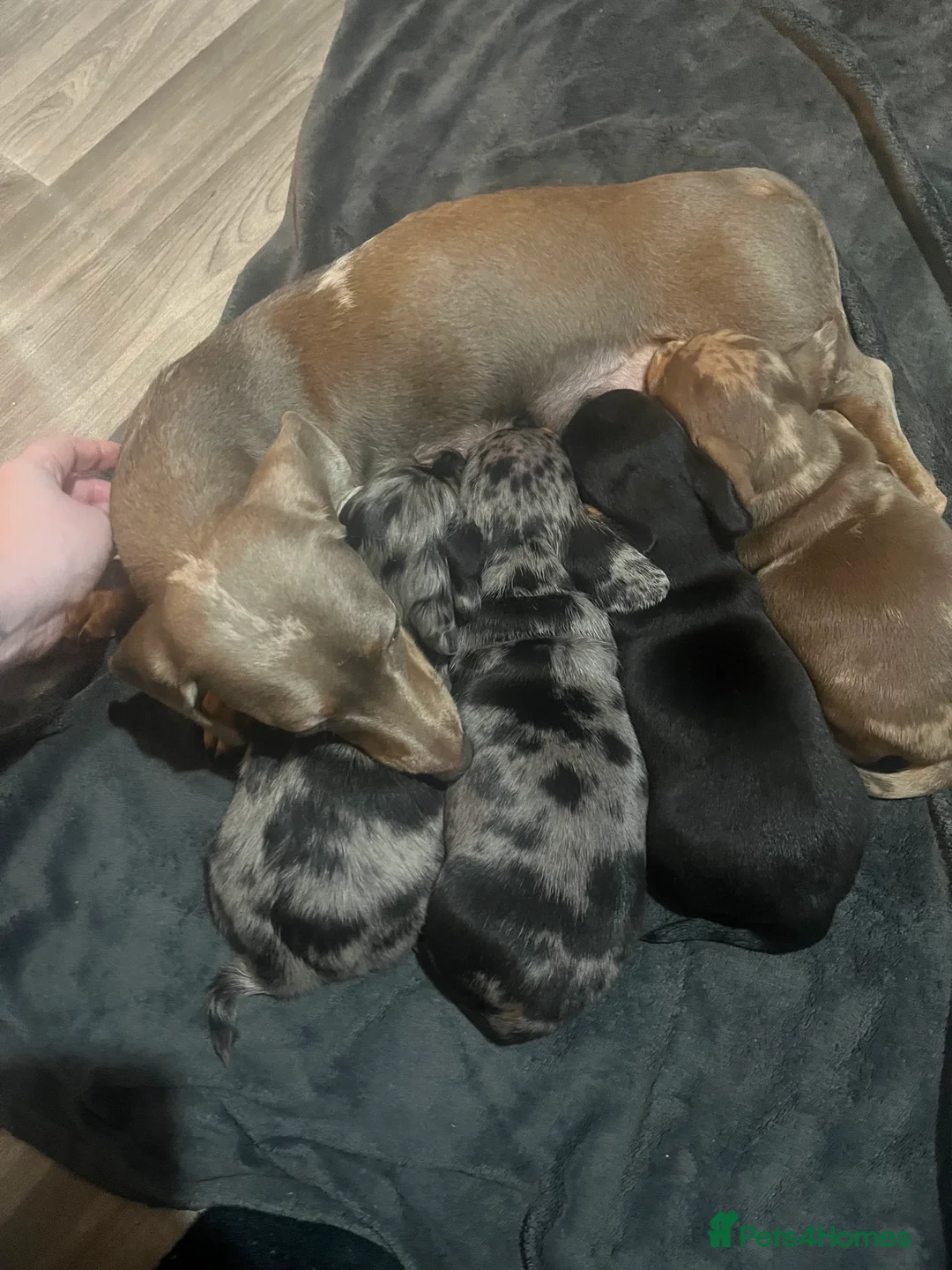 Miniature Dachshund dogs for sale: Minature dachshund  - Advert 1