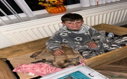 French Bulldog dogs for sale: Multicoloured Frenchies ⭐️ - Image 4