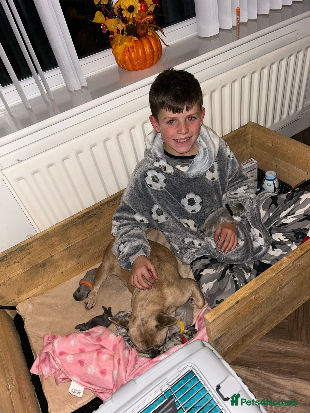 French Bulldog dogs for sale: Multicoloured Frenchies ⭐️ - Image 4