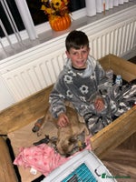 French Bulldog dogs Multicoloured Frenchies ⭐️ - Advert 4