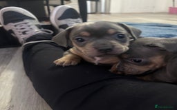 Mixed Breed dogs for sale: French- wieners ❤️ - Image 8