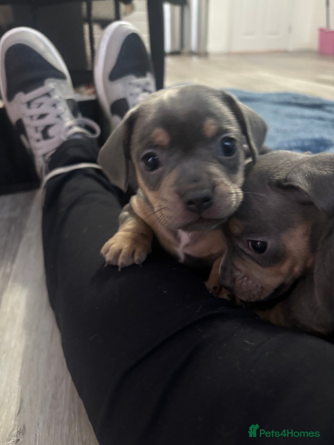 Mixed Breed dogs for sale: French- wieners ❤️ - Image 8