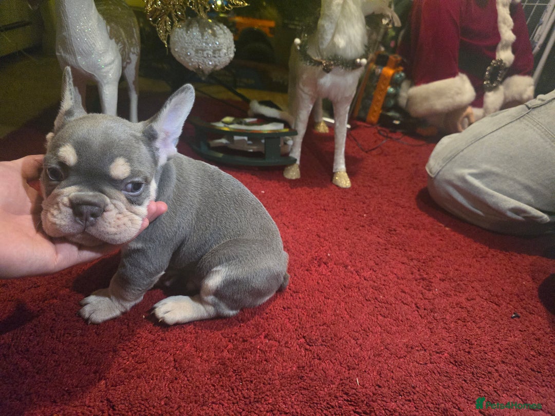 French Bulldog dogs for sale: French bulldog Puppy  😍 - Advert 3