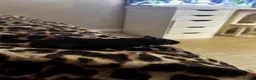 Gerbil rodents for sale: Two female gerbils  - Advert 7