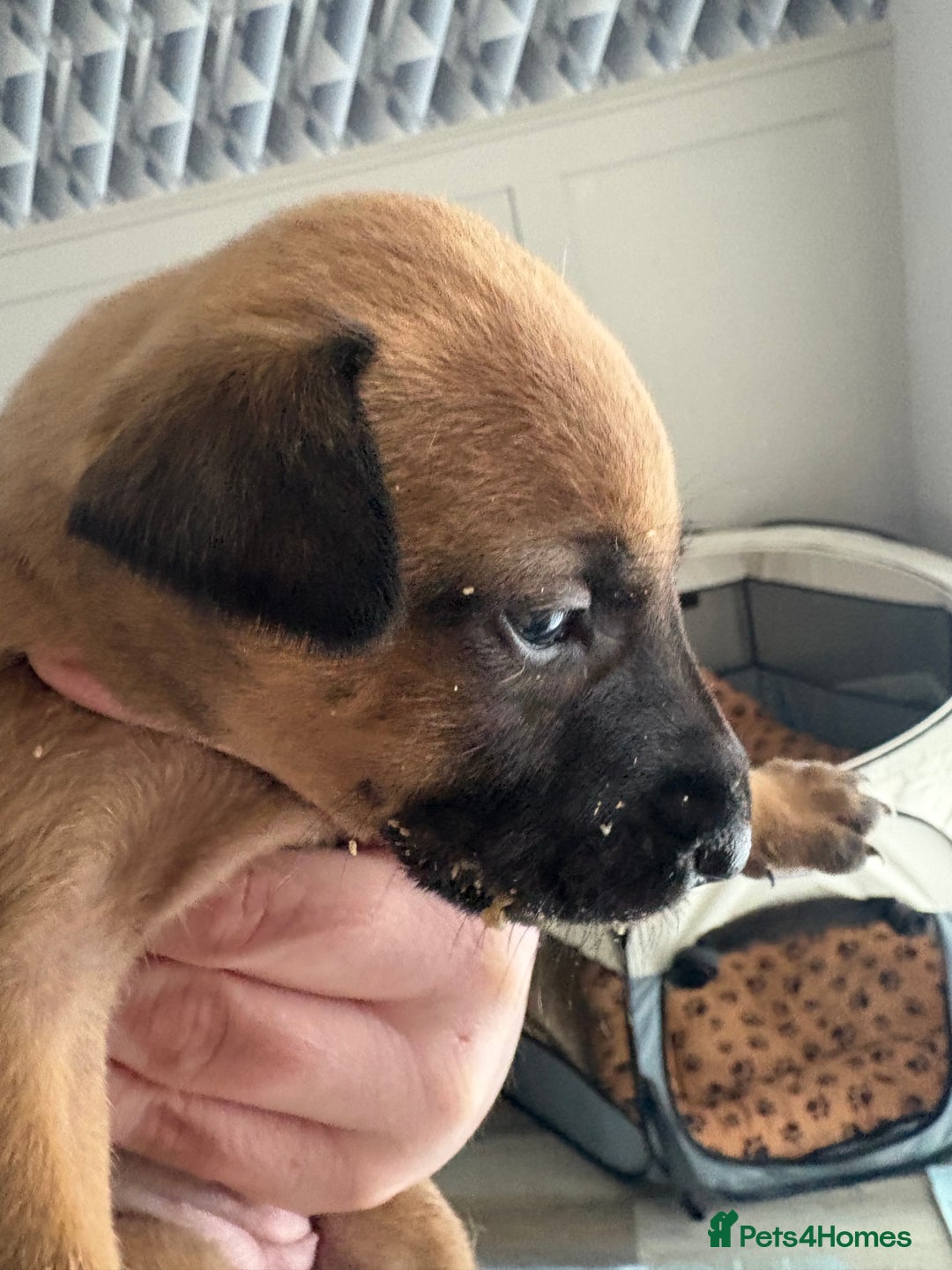 Mixed Breed dogs for sale: Belgian mali cross bullgreyhound PUPPIES  - Advert 11