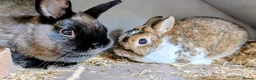 Polish rabbits for sale: 2 female polish dwarf bunnies need rehoming  - Advert 3