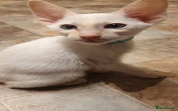 Siamese cats for sale: GCCF - 3 Siamese Boys - Red Point available in Darwen - Image 33