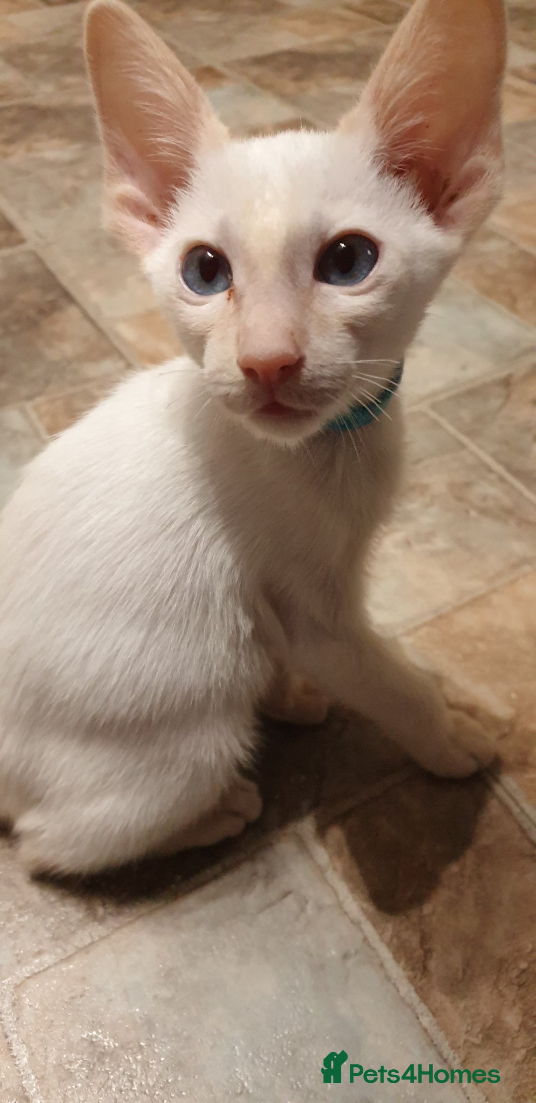 Siamese cats for sale: GCCF - 3 Siamese Boys - Red Point available in Darwen - Image 33
