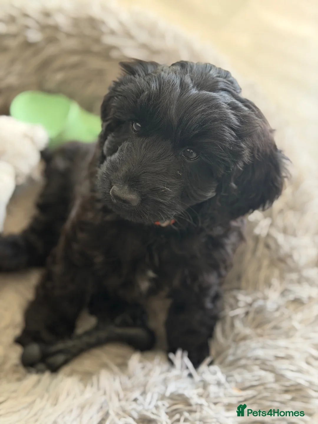 Australian Labradoodle dogs for sale: *Reduced* Australian labradoodle girl  - Advert 2